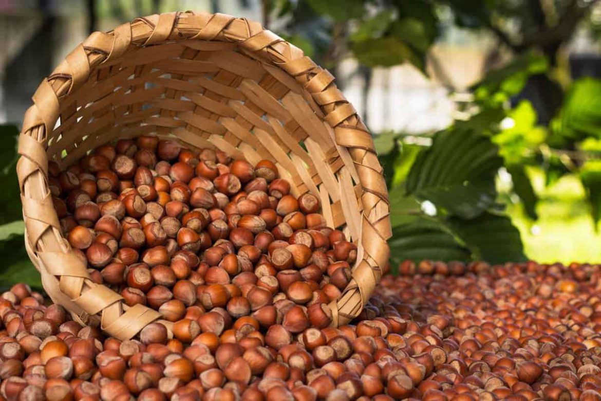 Shelled hazelnuts jam for having a delicious thumbprint Cookies recipe