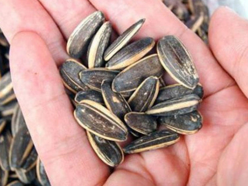 Buy sunflower seeds bigs + great price with guaranteed quality