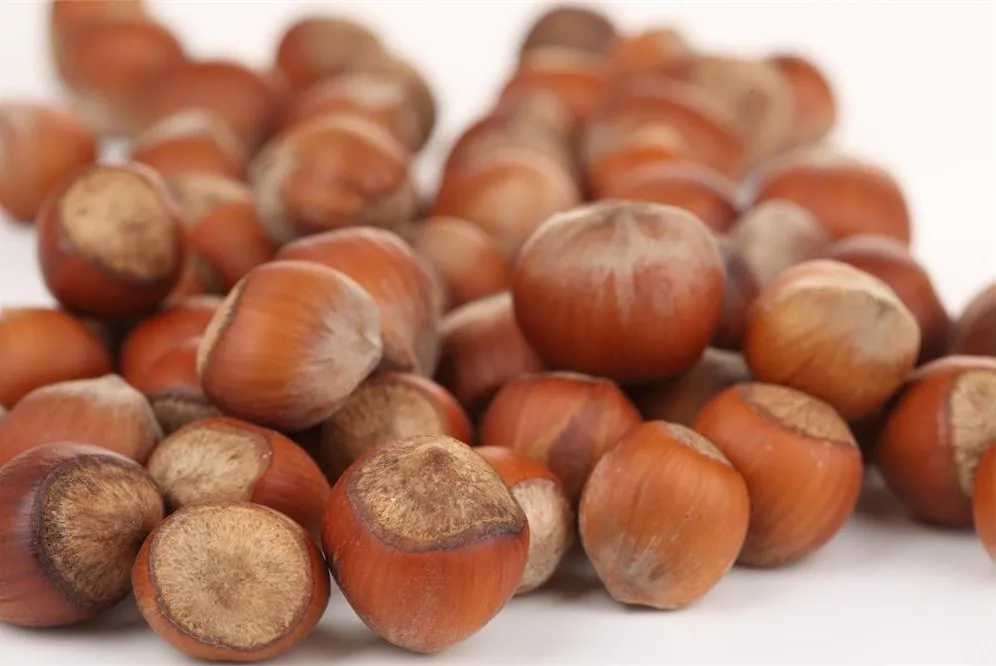 roasted hazelnuts amazon