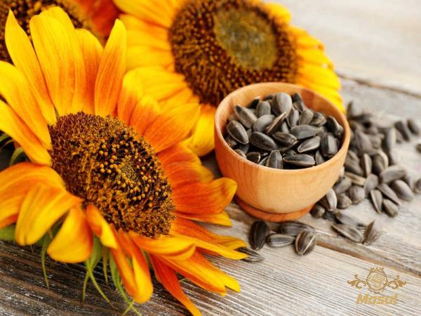 Buy raw sunflower seeds bulk + best price