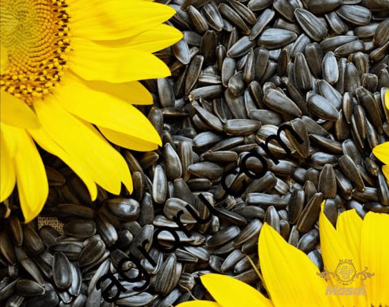 Buy sunflower seeds bulk canada + best price