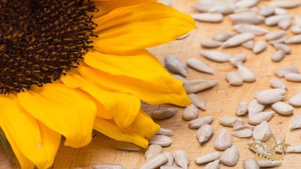 The price of sunflower seeds + purchase and sale of sunflower seeds wholesale