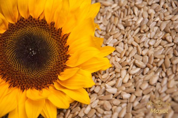 Buy and wholesale best sunflower seed price