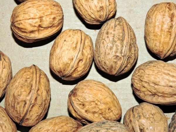 Buy shelled walnuts price per pound + best price